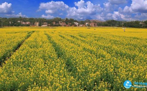 2018惠州油菜花攻略门票+地址