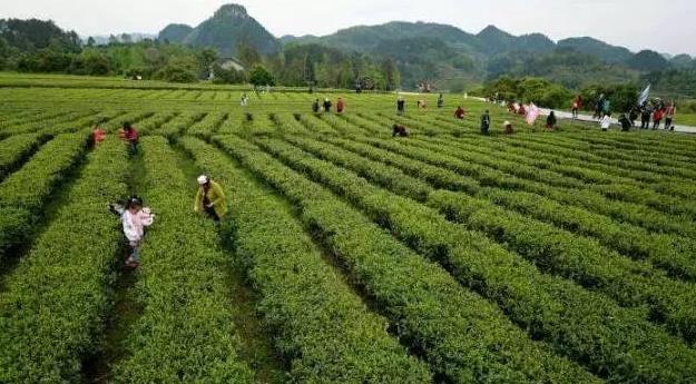 重庆采茶地点 重庆周边采茶的地方有哪些