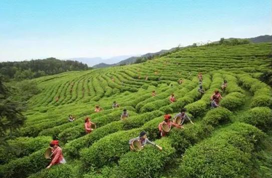 重庆采茶地点 重庆周边采茶的地方有哪些
