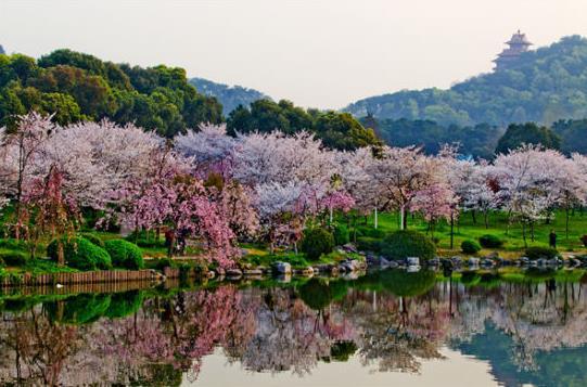 武汉东湖磨山樱园路线怎么走