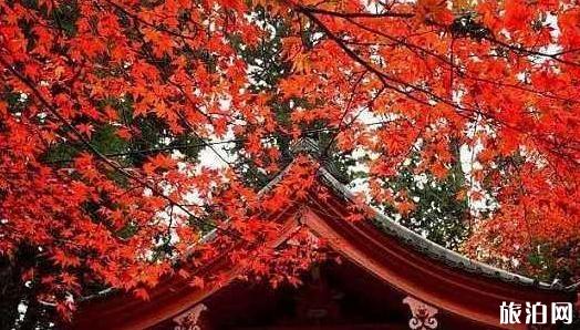 日本哪些地方看枫叶最好