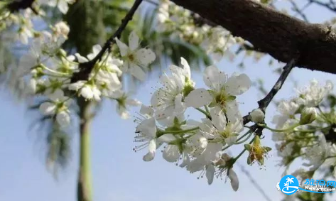 北京昌平春季赏花都有哪些品种的花