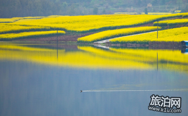 2018汉中油菜花什么时候开 汉中油菜花赏花攻略