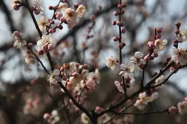 杭州西湖元宵节有哪些活动2018