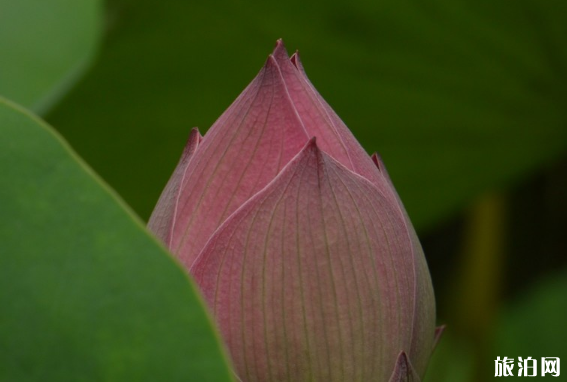 2018北京莲花池荷花节门票+交通 北京莲花池攻略