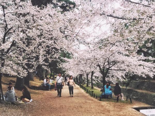 日本赏樱花最佳地点