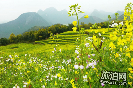 罗平油菜花什么时候开 2018罗平油菜花赏花攻略