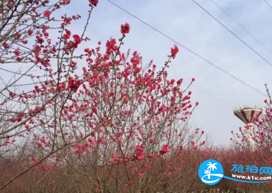 2018桂林赏花时间表 桂林哪里可以赏花花期+地址