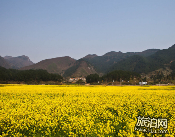 全国油菜花开放时间2018