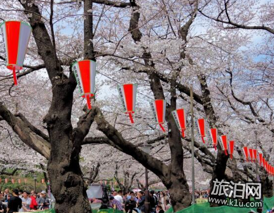 东京的樱花什么时候开2018  东京看樱花的地方推荐