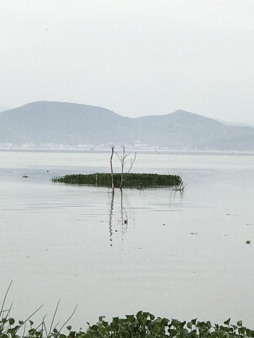 杞麓湖国家湿地公园自助旅游攻略