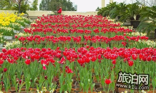 2018国内赏花攻略花期+交通+地点