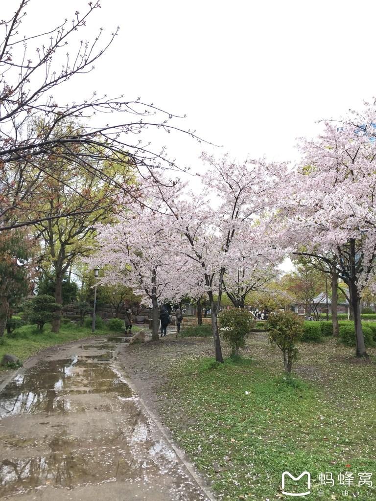 怎么从大阪到奈良 奈良大阪的樱花开了吗