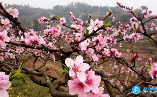 成都地铁2号线桃花专列什么时候开通