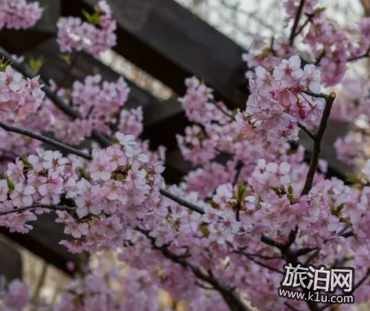 2018国内赏花攻略花期+交通+地点