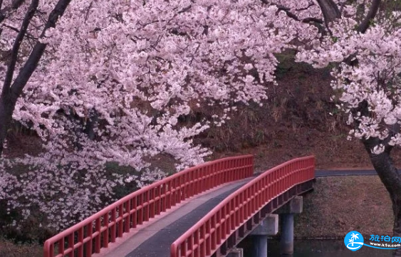 2018成都青白江樱花节有什么活动