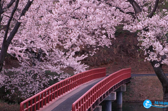 2018年4月樱花节期间武汉大学周边道路限行规定