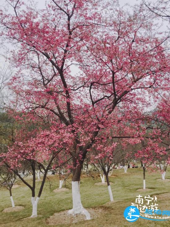 南宁春天赏花地点有哪些 2018南宁赏花地址+门票