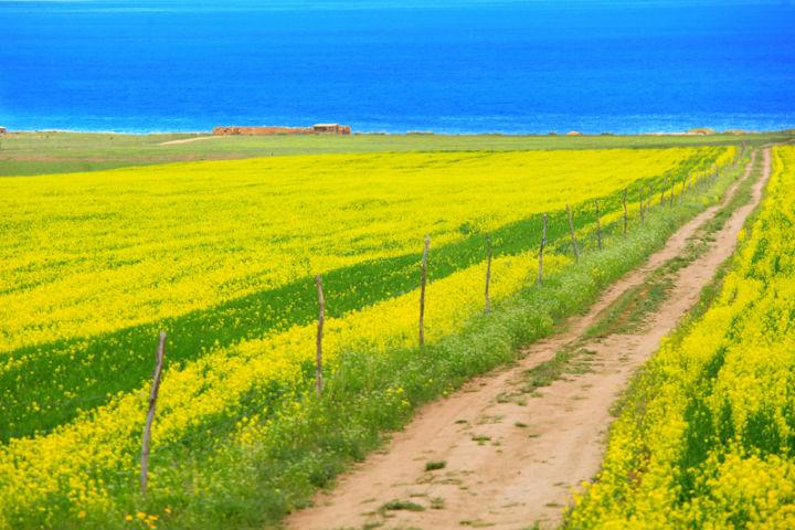 六月哪里可以赏花 夏天赏花攻略