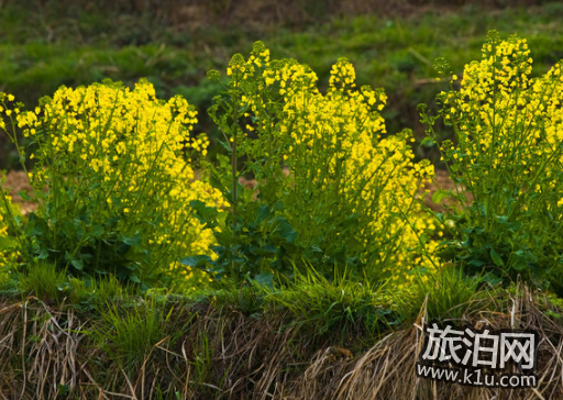 2018汉中油菜花什么时候开 汉中油菜花赏花攻略