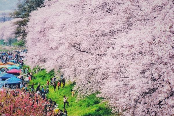 日本赏樱花最佳地点