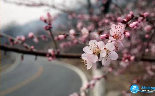 北京昌平春季赏花都有哪些品种的花