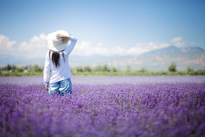 六月哪里可以赏花 夏天赏花攻略