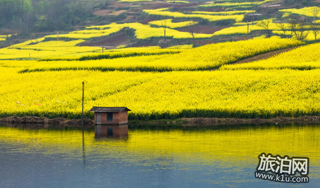 2018汉中油菜花什么时候开 汉中油菜花赏花攻略