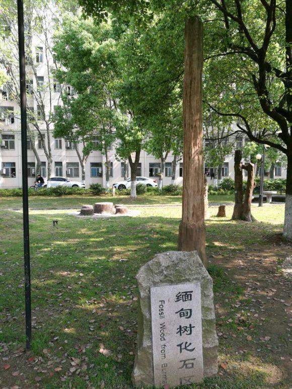 中国地质大学(武汉)化石林