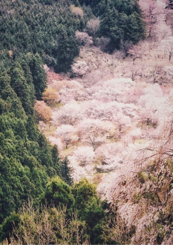 日本赏樱花最佳地点