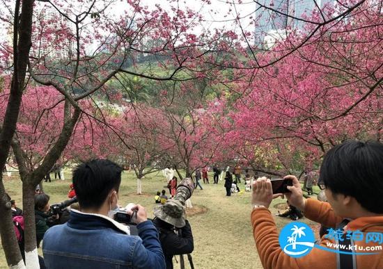 南宁春天赏花地点有哪些 2018南宁赏花地址+门票