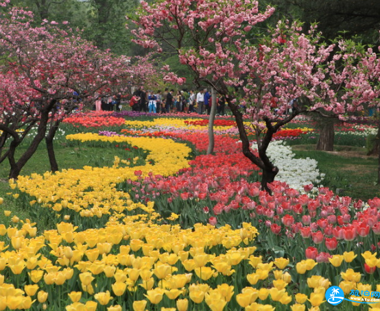 2018北京赏花攻略花期+地点+交通