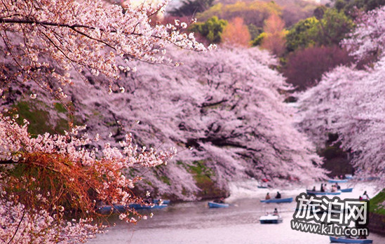 东京的樱花什么时候开2018  东京看樱花的地方推荐