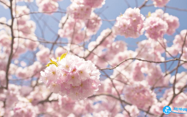 2018年3月樱花节期间武汉大学周边道路限行规定