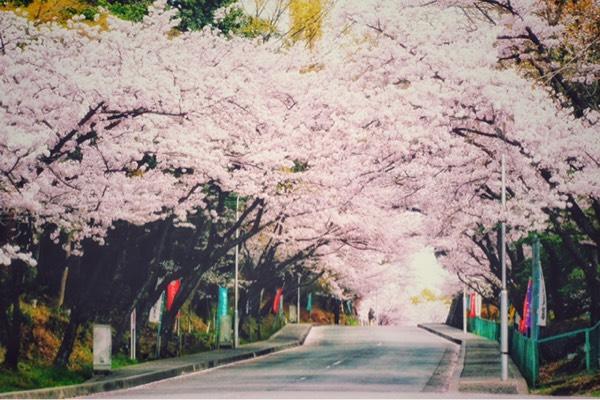 日本赏樱花最佳地点