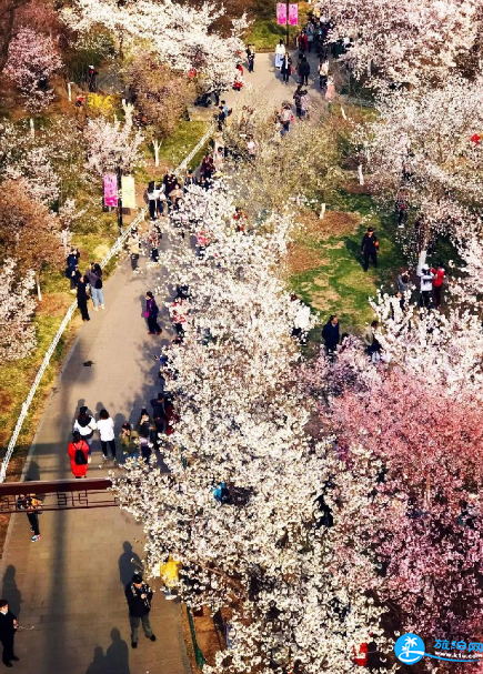 2018北京玉渊潭樱花节游玩攻略/路线