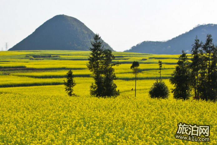 罗平油菜花什么时候开 2018罗平油菜花赏花攻略