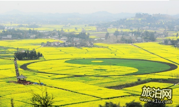 全国油菜花开放时间2018