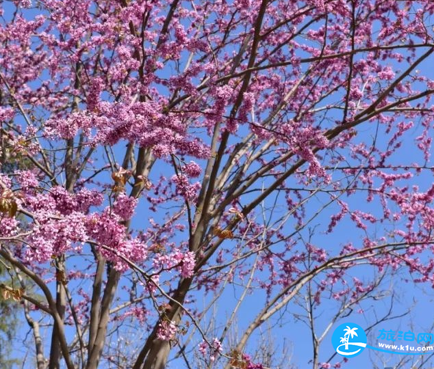 深圳赏花时间表2018年 2018深圳赏花攻略花期+地点