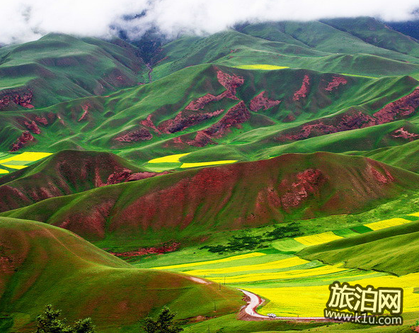 青海湖油菜花什么时候开 青海湖油菜花攻略2018