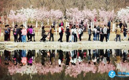 2018北京玉渊潭樱花节什么时候举办