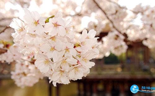 2018长沙樱花节门票价格+时间+地点