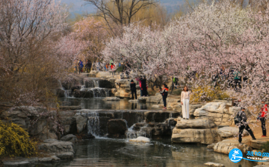 2018北京植物园桃花节门票价格+时间+地点