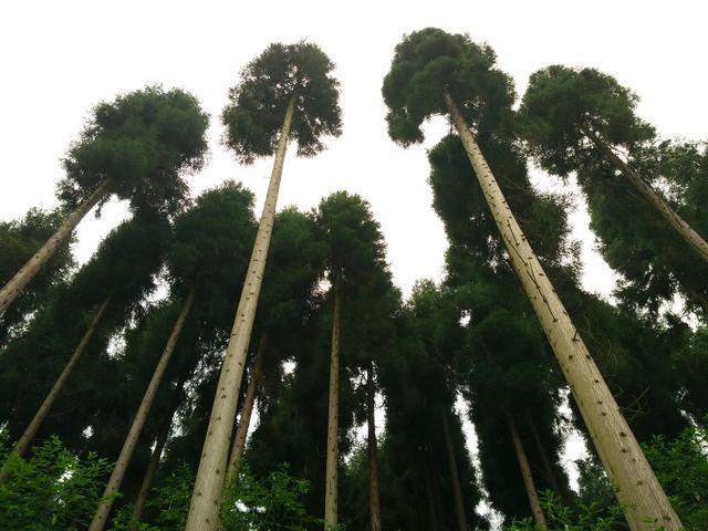 鞍子河自然保护区  崇州鞍子河