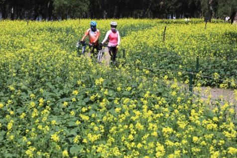 2018沈阳和平区油菜花节时间+地点+门票