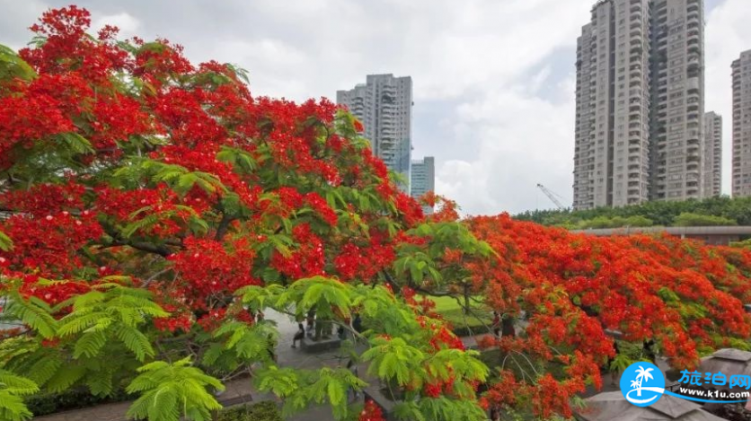 深圳赏花时间表2018年 2018深圳赏花攻略花期+地点