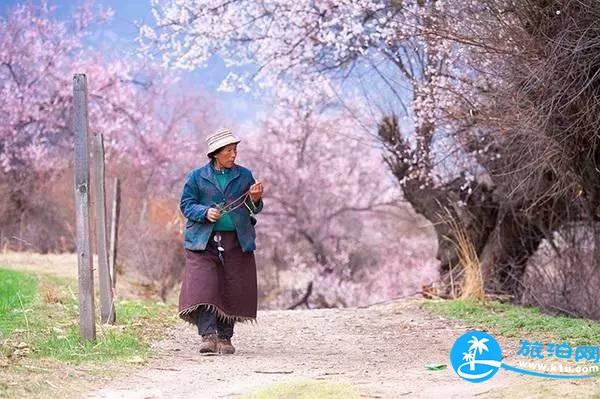 林芝赏桃花路线推荐2018