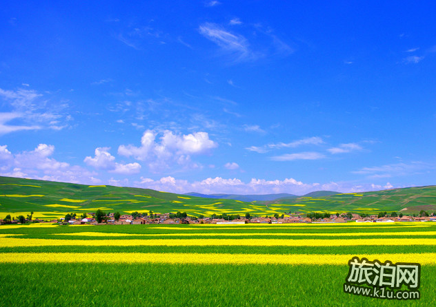 青海湖油菜花什么时候开 青海湖油菜花攻略2018