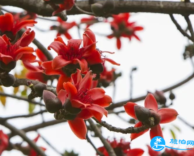 深圳赏花时间表2018年 2018深圳赏花攻略花期+地点