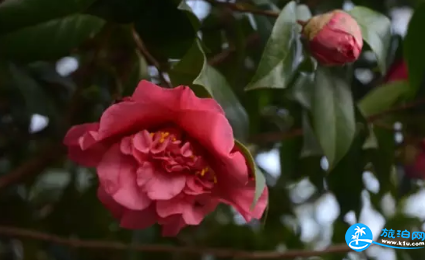 2018长沙植物园花展都有哪些花品种